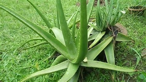 Aloe Vera Plant Care Youtube