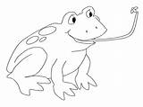 Rana Mosca Cazando Catching Ranas Moscas Reptiles Sapos Lengua Drawing Frogs Voices Toads Kids sketch template
