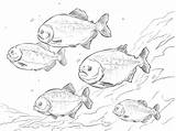 Piranha Coloring Red Bellied Shoal Printable Drawing Pages Version Click Piranhas Designlooter Getdrawings sketch template