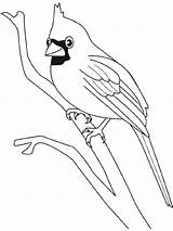 Oiseau Cardinal Aves Colorear Oiseaux Salvajes Exoticas Coloriages Greluche Passarinhos Cardinals Alas Imagui Mezcla Realizar Definidos Contrastantes Infinita Decolorear Passaros sketch template