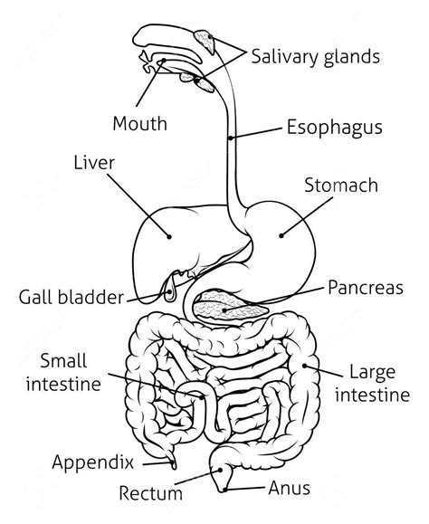 pin  aaron rathinam  nursing med digestive system diagram human digestive system human