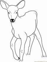 Deer Coloring Baby Pages Coloringpages101 Color sketch template