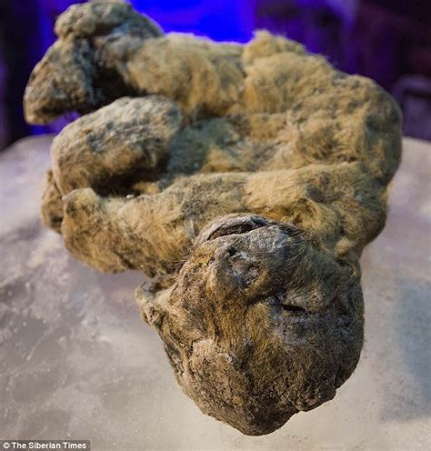 Cave Lions Crushed To Death In Siberia Were Preserved In Ice For 30 000