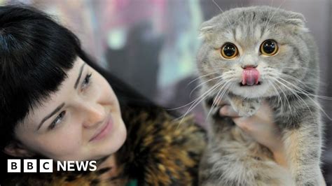 should scottish fold cats be banned bbc news