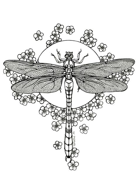dragonfly coloring pages  adults home family style