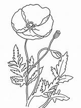 Poppy Coloring Remembrance Pages Flower Template Colouring Flowers Poppies Printable Drawing Outline Pdf Color Print Templates Red California Kids Sheets sketch template