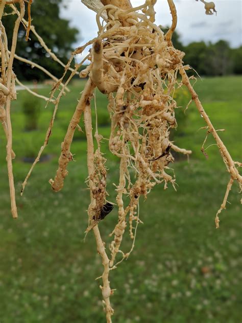 root knot nematode  vegetable crops purdue university vegetable
