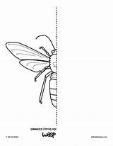 Symmetry Insect Wasp Activities Insects Symetrie Kolorowanki Druku Artforkidshub Symmetrical Bugs Nauka Symetryczne Apologia Creatures Visit Rysowania Owady Furkan sketch template