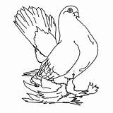 Pigeon Duif Afdrukbare Bestcoloringpagesforkids sketch template