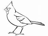 Cardinal Coloring Pages Easy sketch template