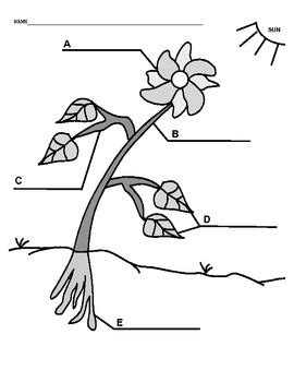 plant diagram  amak tpt