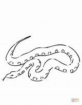 Boa Snake Constrictor Coloring Pages Drawing Printable Color sketch template