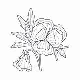 Pansy Coloring Flower Book Monochrome Drawing sketch template