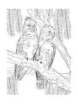 Coloring Gang Cockatoos Cockatoo Sulfur Crested Pages sketch template