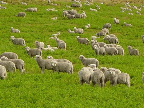 ovis aries domestic sheep