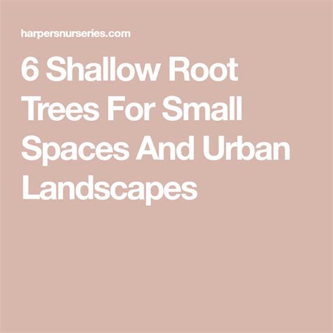 Small Root Trees Artofit