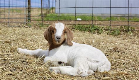 Goat Buck Hobby Farms