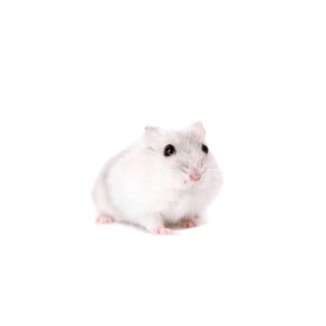dwarf campbells russian hamsters winter white hamsters