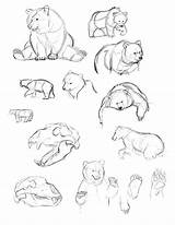 Bear Getdrawings Cave Drawing Drawings sketch template