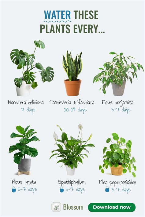 easy  grow indoor plant collections learn   water repot