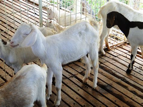 goat farms  tamilnadu growersindia blog mouthshutcom