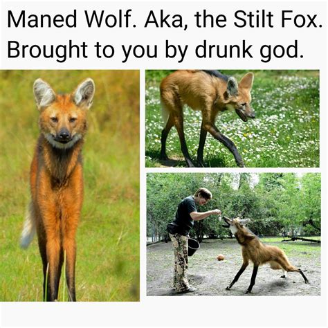 fox memes memedroid