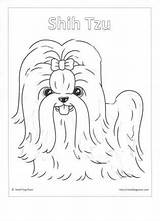 Tzu Shih Coloring Pages Puppy Maltese Kids Chihuahua Drawings sketch template