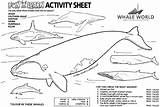 Whale Humpback Whales Activity Snail Sheet Jonah Wale Lunches Designlooter sketch template