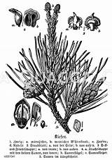 Kiefer Zapfen Quagga Nutzpflanzen Pflanzen Samen sketch template