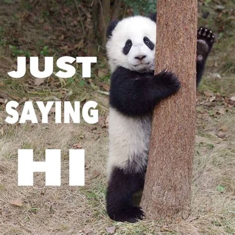 panda videosnet pandas funny