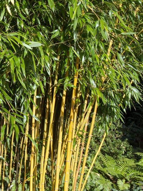 bamboe tuinplantenwinkelnl