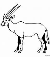 Coloriage Antilope Toupty Imprimer Navigateur Peux Fonctionnent Servir Dessus Boutons Ton sketch template