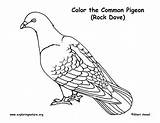 Pigeon Coloring Rock Dove Common sketch template