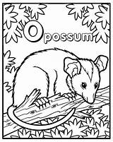 Coloring Possum Opossum sketch template
