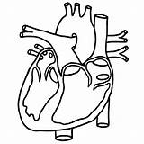 Heart System Circulatory Coloring Human Pages Outline Drawing Real Kids Cardiovascular Anatomical Anatomy Simple Diagram Color Printable Getcolorings Clip Getdrawings sketch template