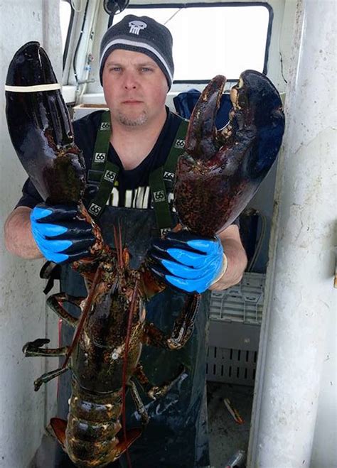 big   biggest lobster  caught  wont
