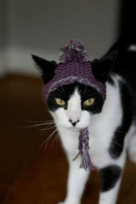 pictures  cats  hats cat hat