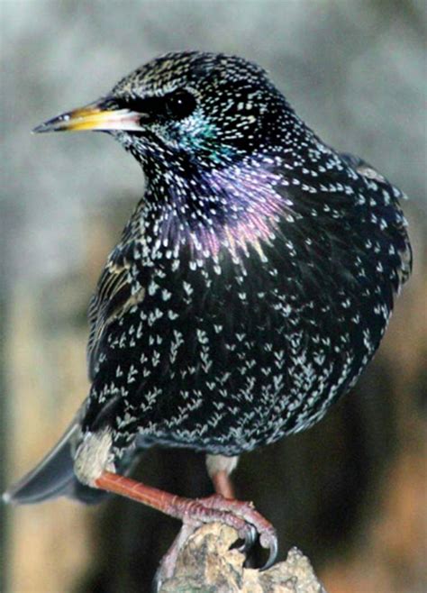 biosecurity alert common starling agriculture  food
