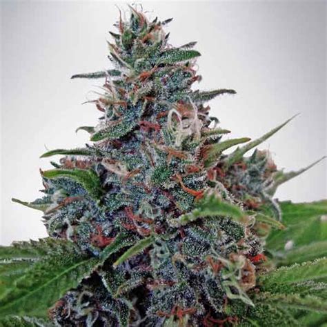 auto blueberry domina ministry of cannabis world of seeds