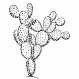 Cactus Prickly Pear Drawing Lg Recommendation Blocks Stamps Paintingvalley sketch template