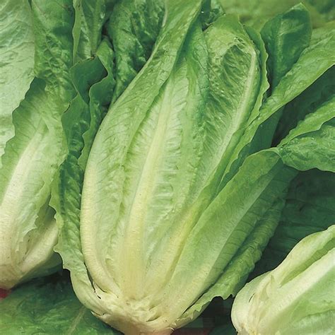 lettuce farmers fayre