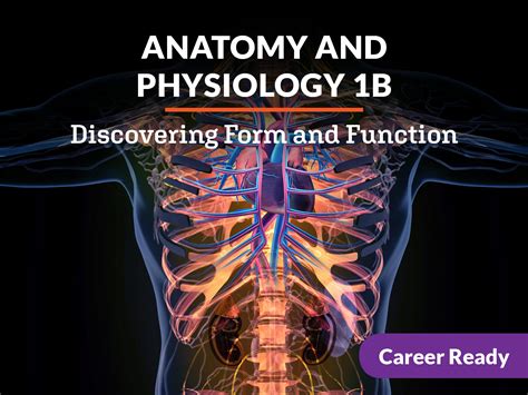 anatomy  physiology  discovering form  function edynamic