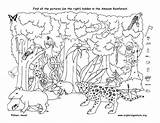 Hidden Rainforest Amazon Coloring Printable Pages Find Kids Object Objects Puzzles Drawing Printables Animals Halloween Easy Layers Sheets Ll Search sketch template