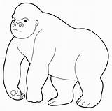 Gorilla Coloring Pages Animals Cute Kb Getcolorings Color Printable Giant sketch template