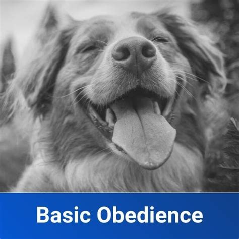 basic obedience  leash  training columbus