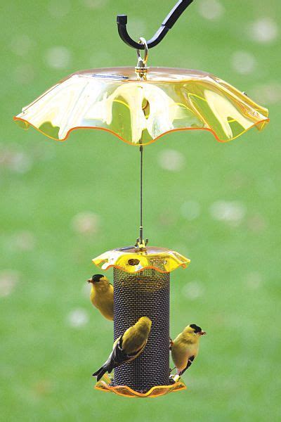 pin  kimberly davidson   yard birding finch feeders yellow finch backyard birds