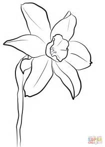 daffodil coloring page  printable coloring pages