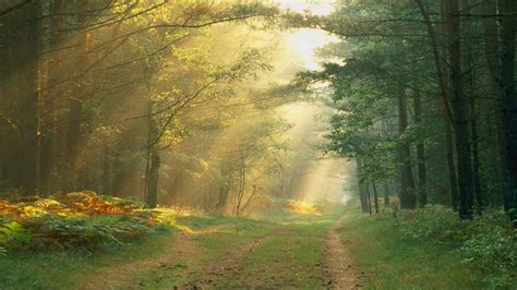 roads path trail tracks nature landscapes trees forest plants leaves sunlight sunbeam