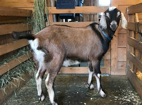 goat breeds list picking   goat   family simple living country gal