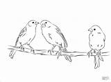 Coloring Canaries Yellow Three Canary Pages Coloringbay sketch template